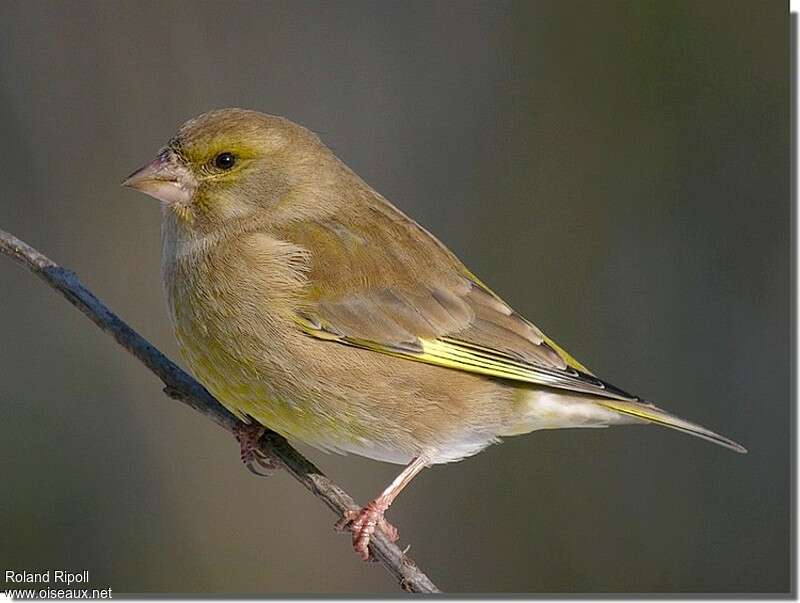 European Greenfinch female adult post breeding, identification