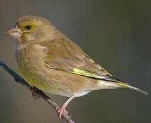 European Greenfinch