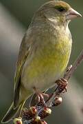 European Greenfinch