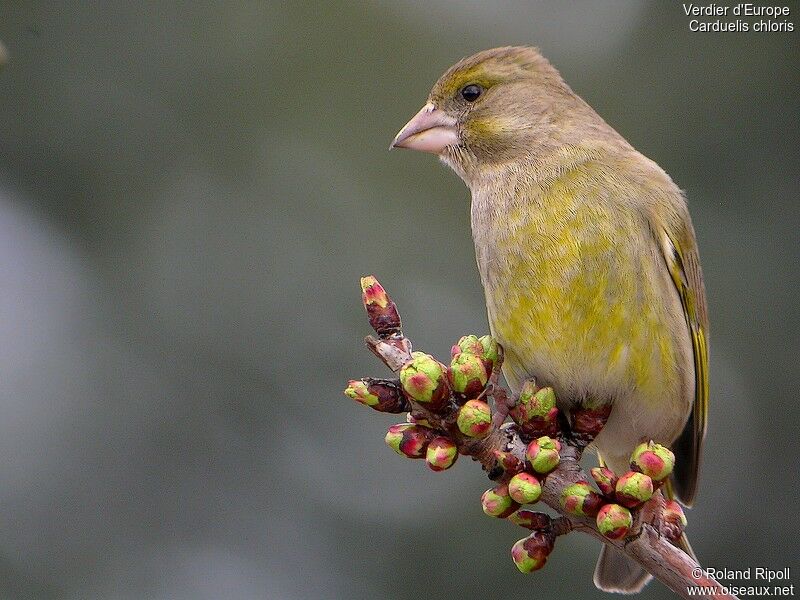 European Greenfinch