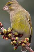 European Greenfinch