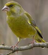 European Greenfinch