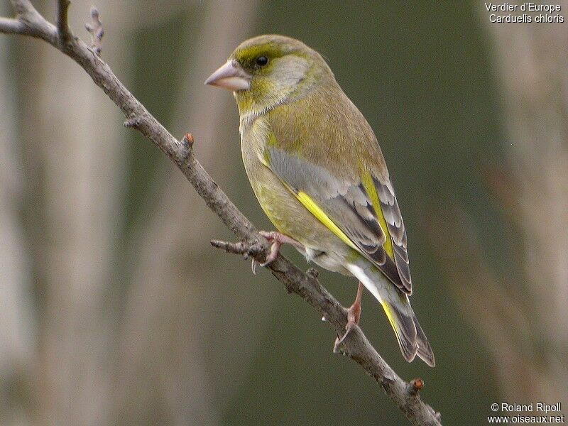 European Greenfinch