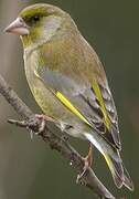 European Greenfinch