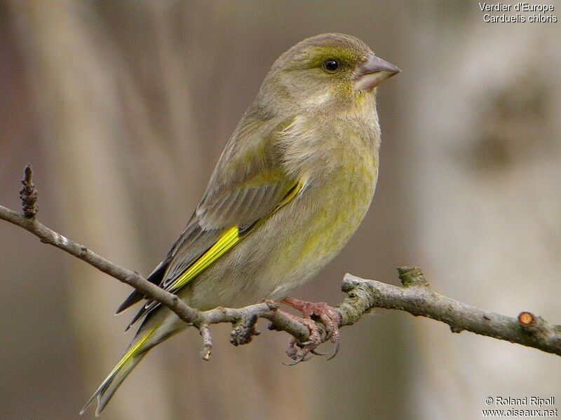 European Greenfinch