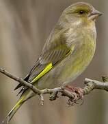 European Greenfinch