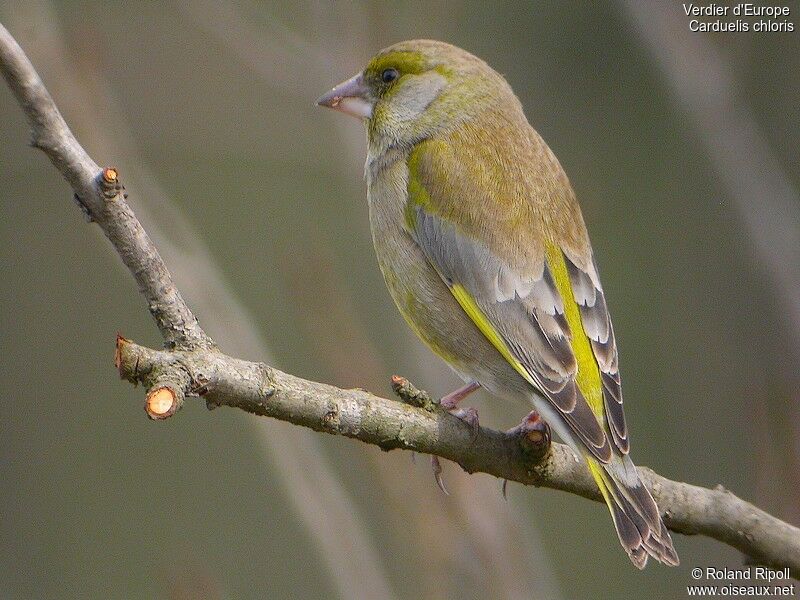 European Greenfinch