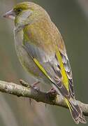 European Greenfinch