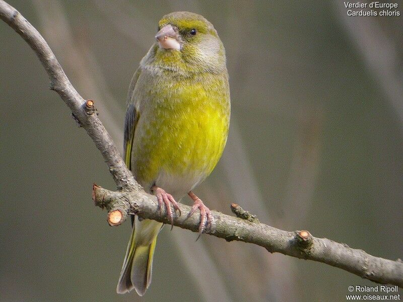 European Greenfinch