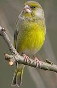 European Greenfinch