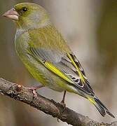 European Greenfinch