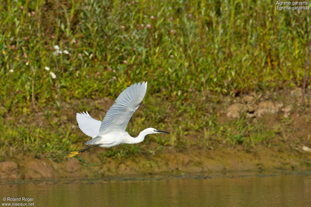 Aigrette garzette