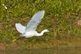 Little Egret