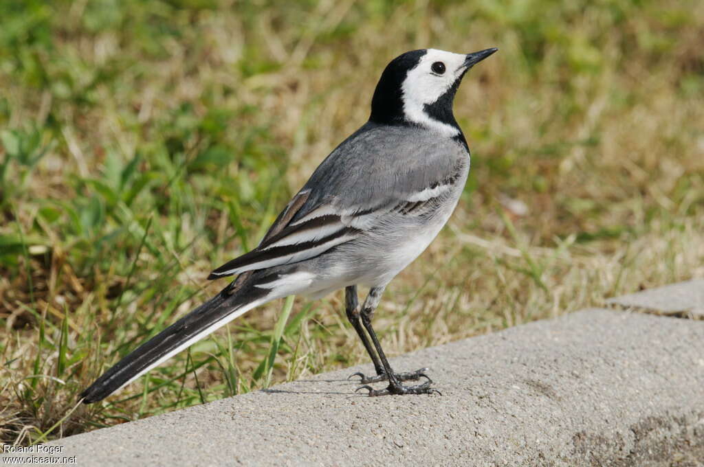 White Wagtail