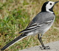 White Wagtail