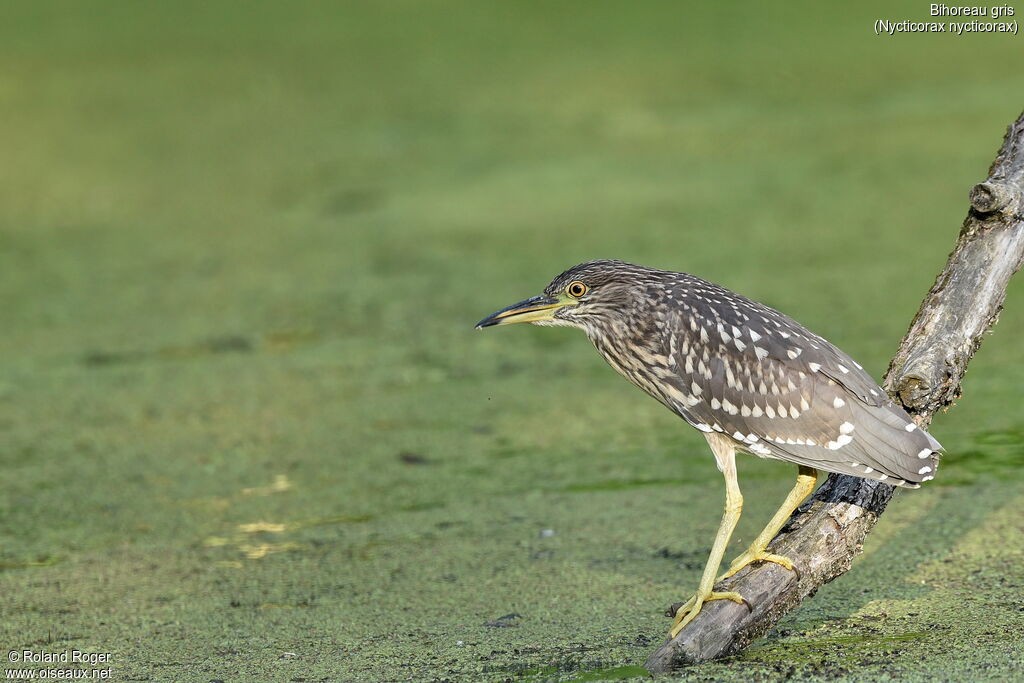 Black-crowned Night Heronjuvenile