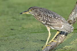 Black-crowned Night Heron