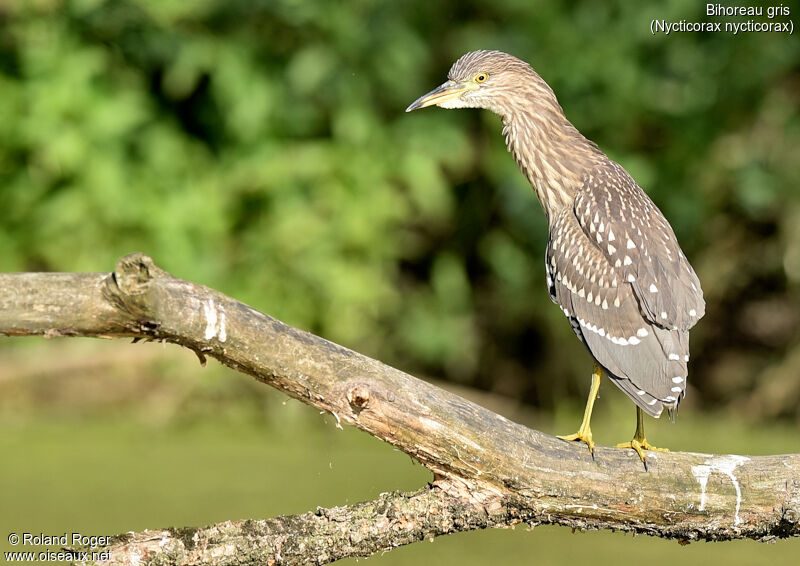 Black-crowned Night Heron