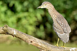 Black-crowned Night Heron