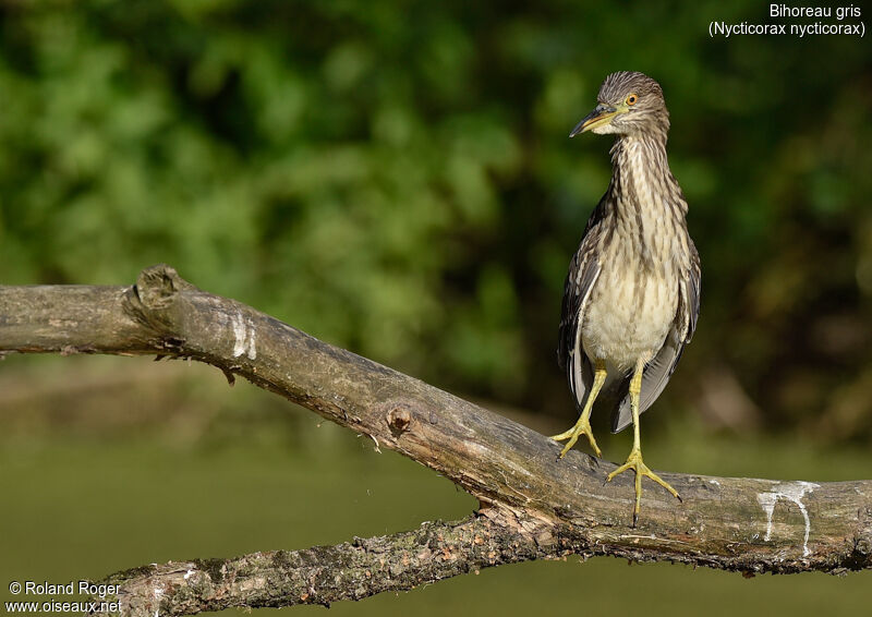 Black-crowned Night Heronjuvenile