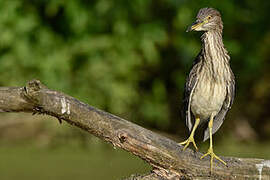 Black-crowned Night Heron