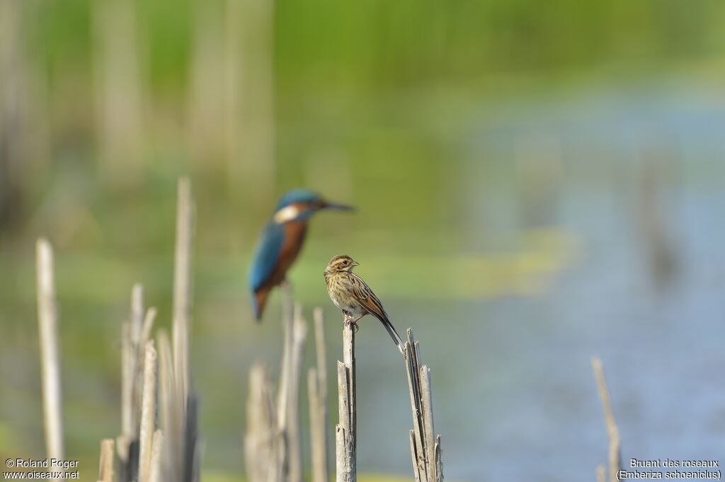 Common Reed Bunting female