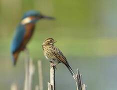 Common Reed Bunting