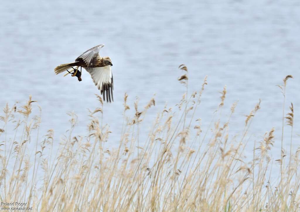 Western Marsh Harrier male adult, feeding habits, fishing/hunting