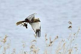 Western Marsh Harrier