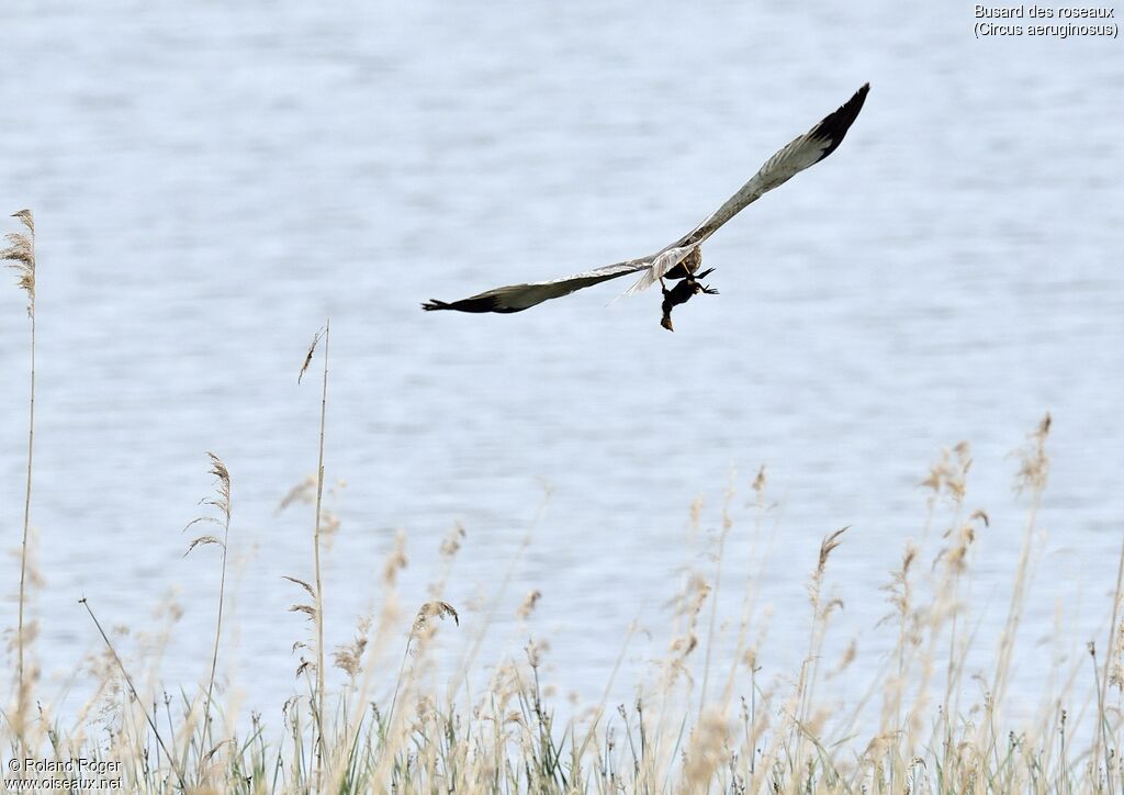 Western Marsh Harrier male adult