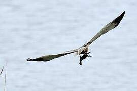 Western Marsh Harrier