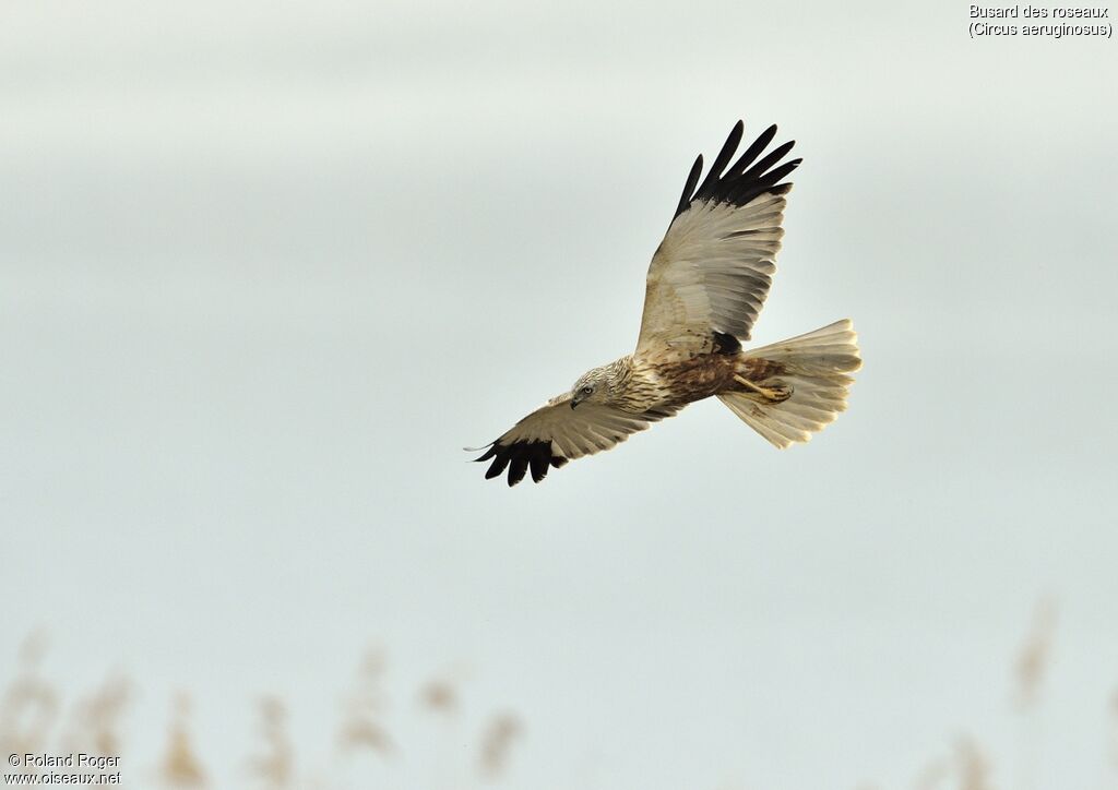 Western Marsh Harrier male, Flight