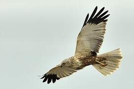 Western Marsh Harrier