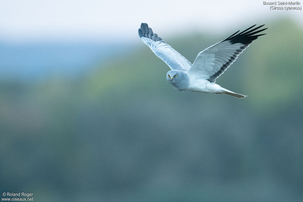 Hen Harrier male, Flight