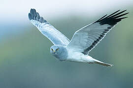 Hen Harrier