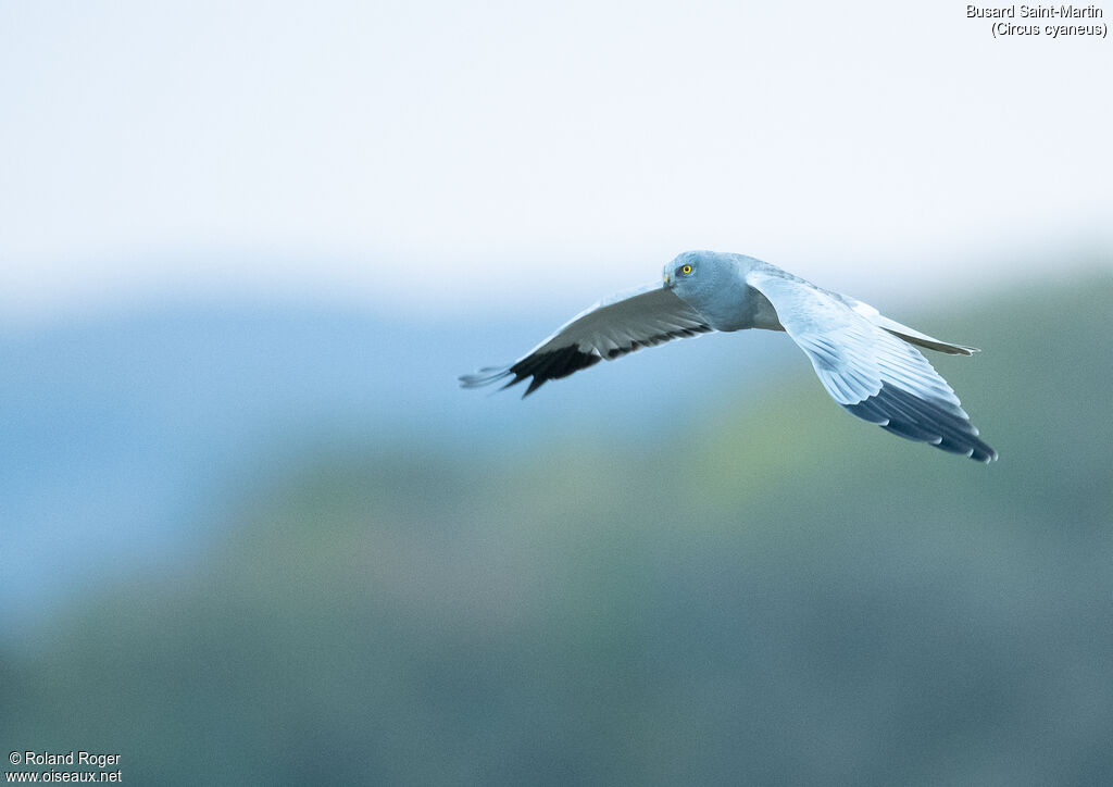 Hen Harrier male, Flight