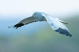 Hen Harrier