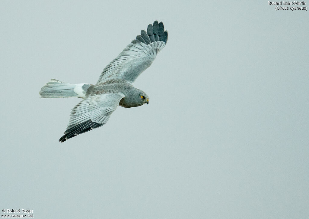 Hen Harrier