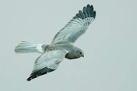 Hen Harrier