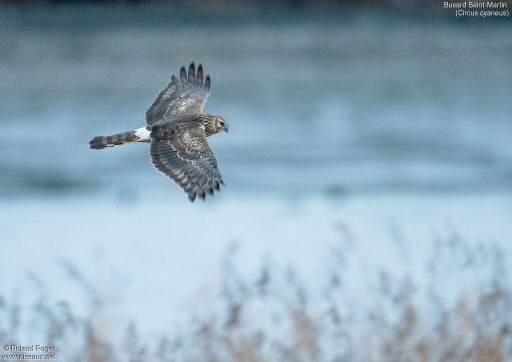 Hen Harrier