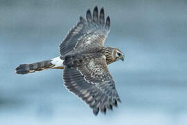 Hen Harrier