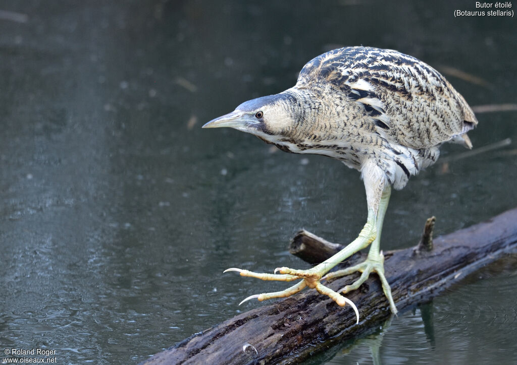 Eurasian Bittern