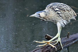 Eurasian Bittern