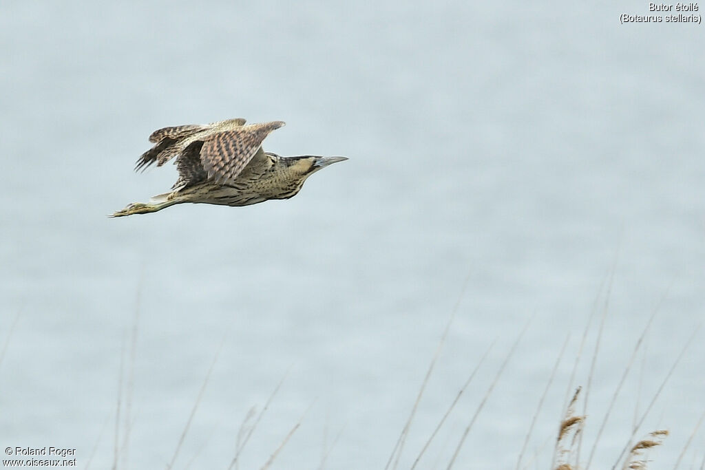 Eurasian Bittern