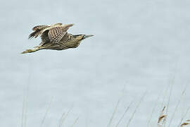 Eurasian Bittern