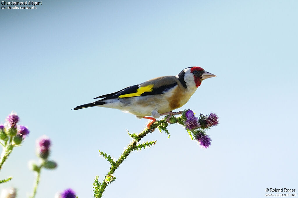 Chardonneret élégantadulte