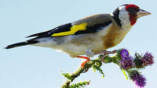 European Goldfinch