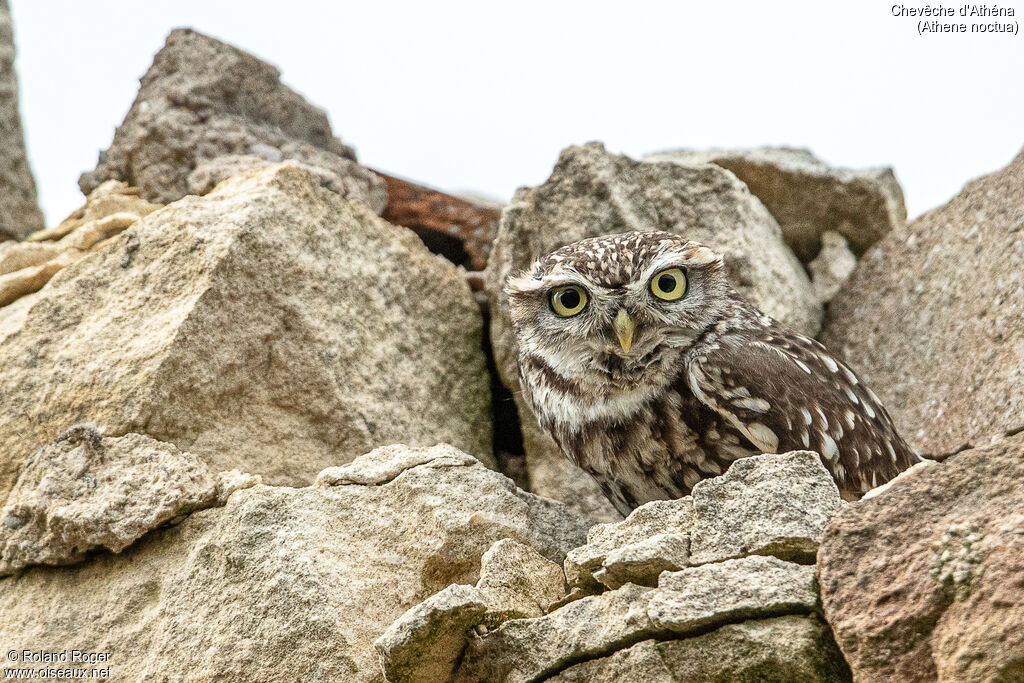 Little Owl