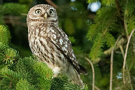 Little Owl