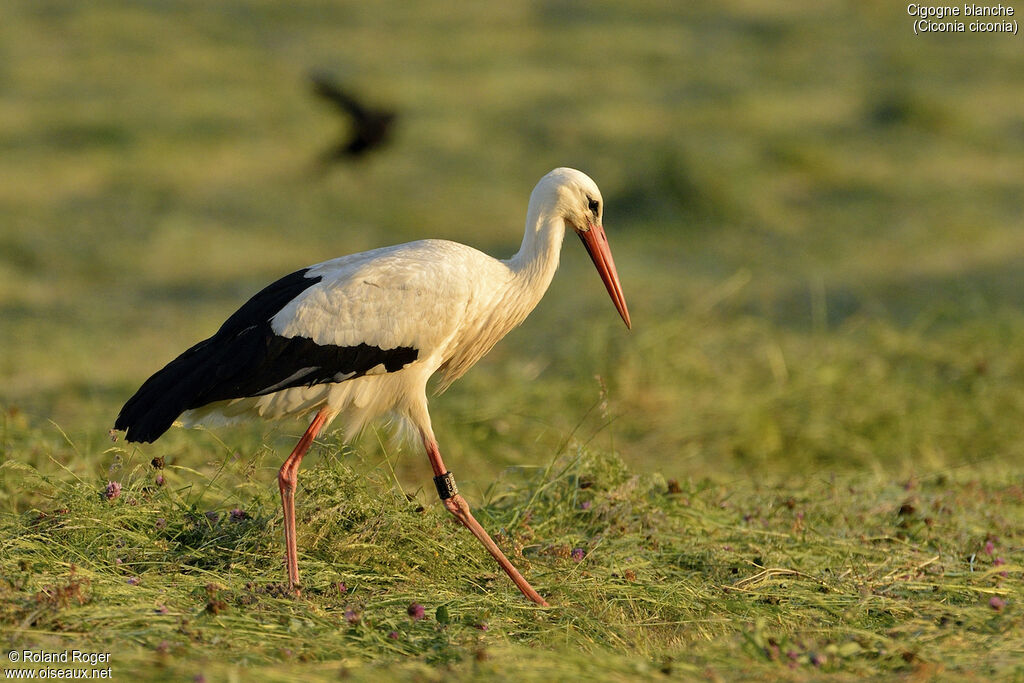 White Stork